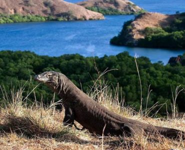 "Ide Gila" Penutupan TN Komodo dan Tantangannya
