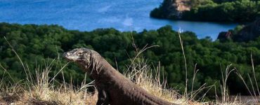 Ternyata NTT Ingin Ikut Ambil Bagian Kelola Wisata Komodo