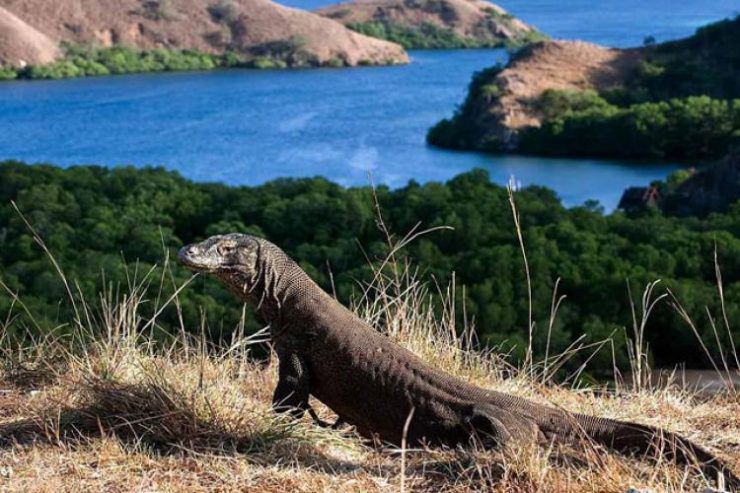 Ternyata NTT Ingin Ikut Ambil Bagian Kelola Wisata Komodo