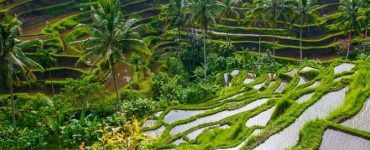 Denpasar Develops Subak as New Tourist Attraction