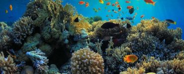 Indonesia-IMF Officials Plant Coral Reefs in Nusa Dua, Bali