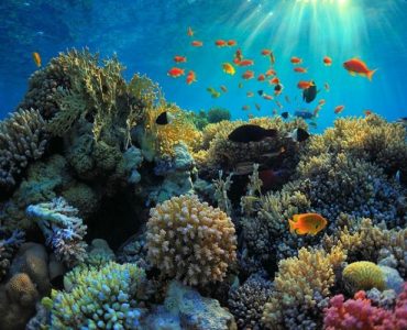 Indonesia-IMF Officials Plant Coral Reefs in Nusa Dua, Bali