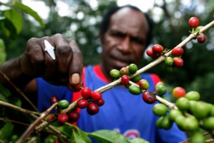 Meski Sudah Dikenal, Sayang Kopi Wamena Belum Digarap Maksimal