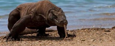 Only Komodo Island Will Be Closed for a Year to Tourists