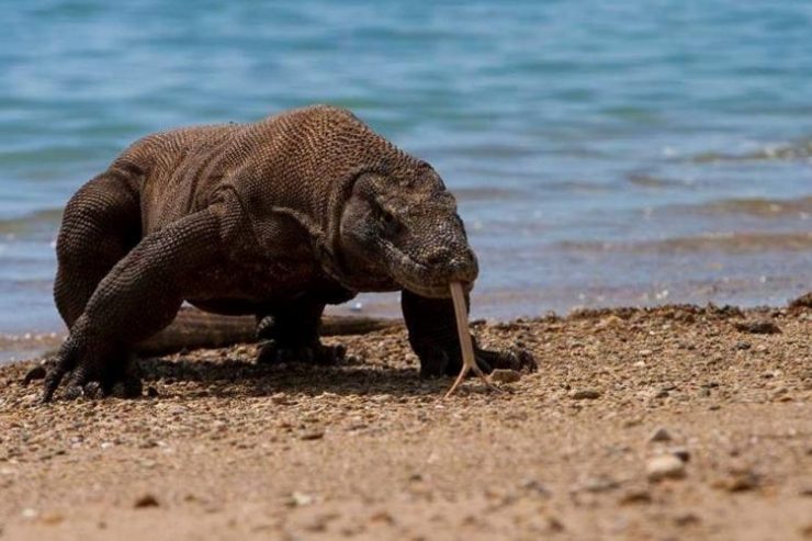 Only Komodo Island Will Be Closed for a Year to Tourists