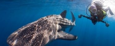 Overcoming Challenges in Developing Bay of Paradise