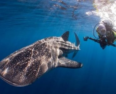 Overcoming Challenges in Developing Bay of Paradise