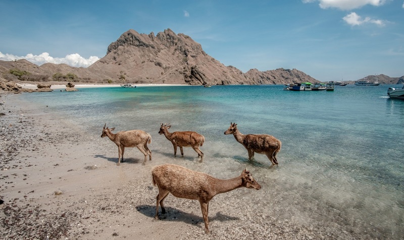 KOMODO NATIONAL PARK APPLY ONLINE REGISTRATION SYSTEM FOR TOURISTS