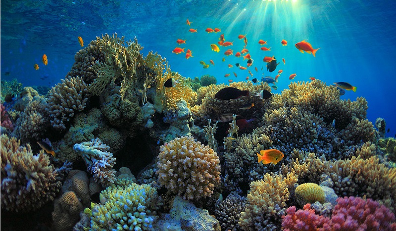 CORAL REEF RESTORATION FOR DRIVING BALI’S TOURISM RECOVERY