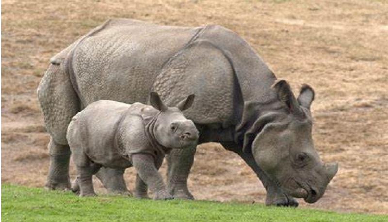 THE RAREST SPECIES OF JAVAN RHINO, THE UNICORN FROM UJUNG KULON PENINSULA